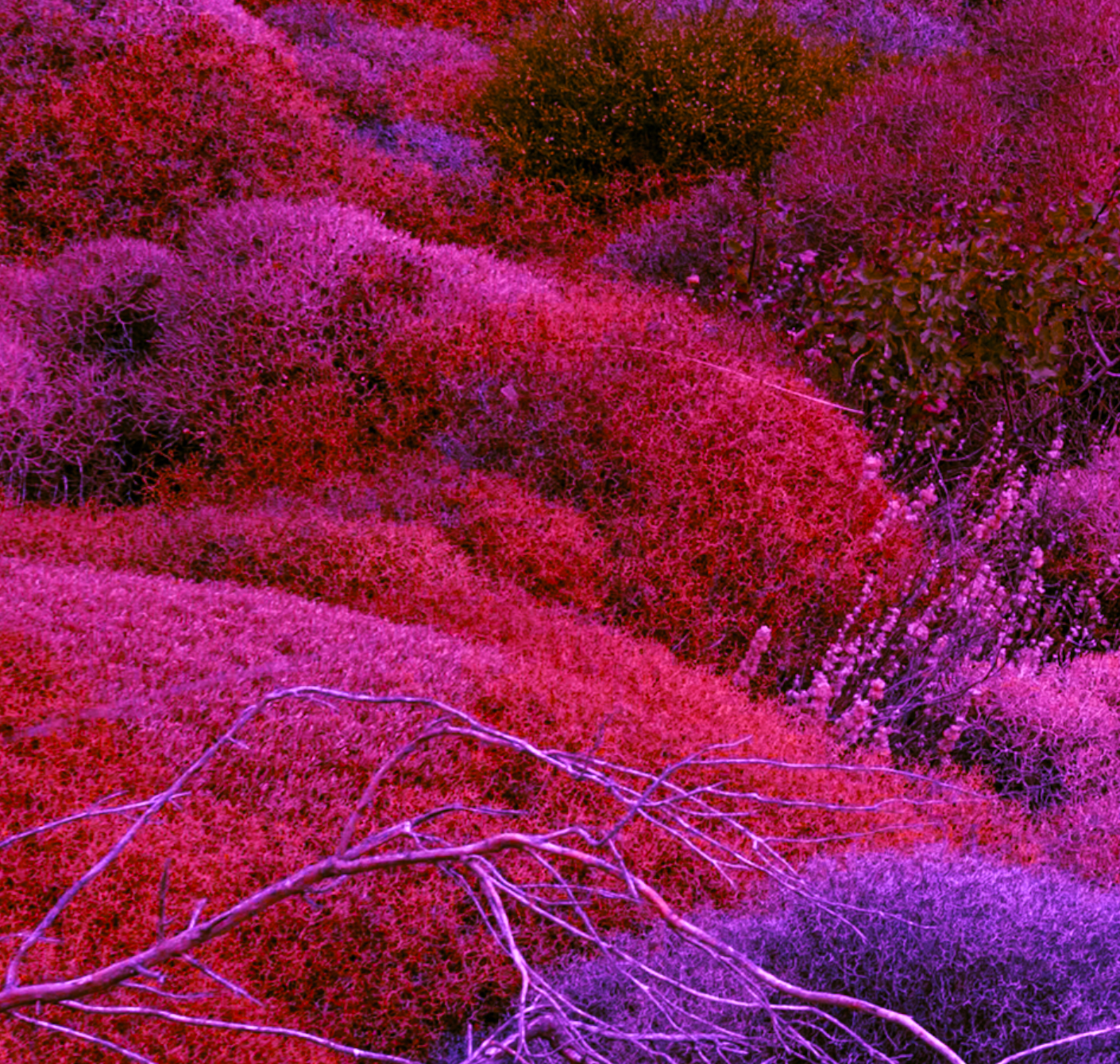 Canvas Print: "Biotic Pulse"