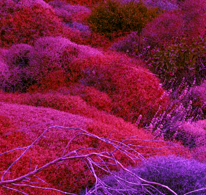 Canvas Print: "Biotic Pulse"