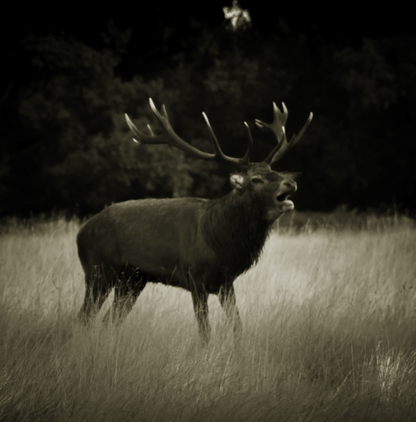 Canvas Print: "Silent Despair"
