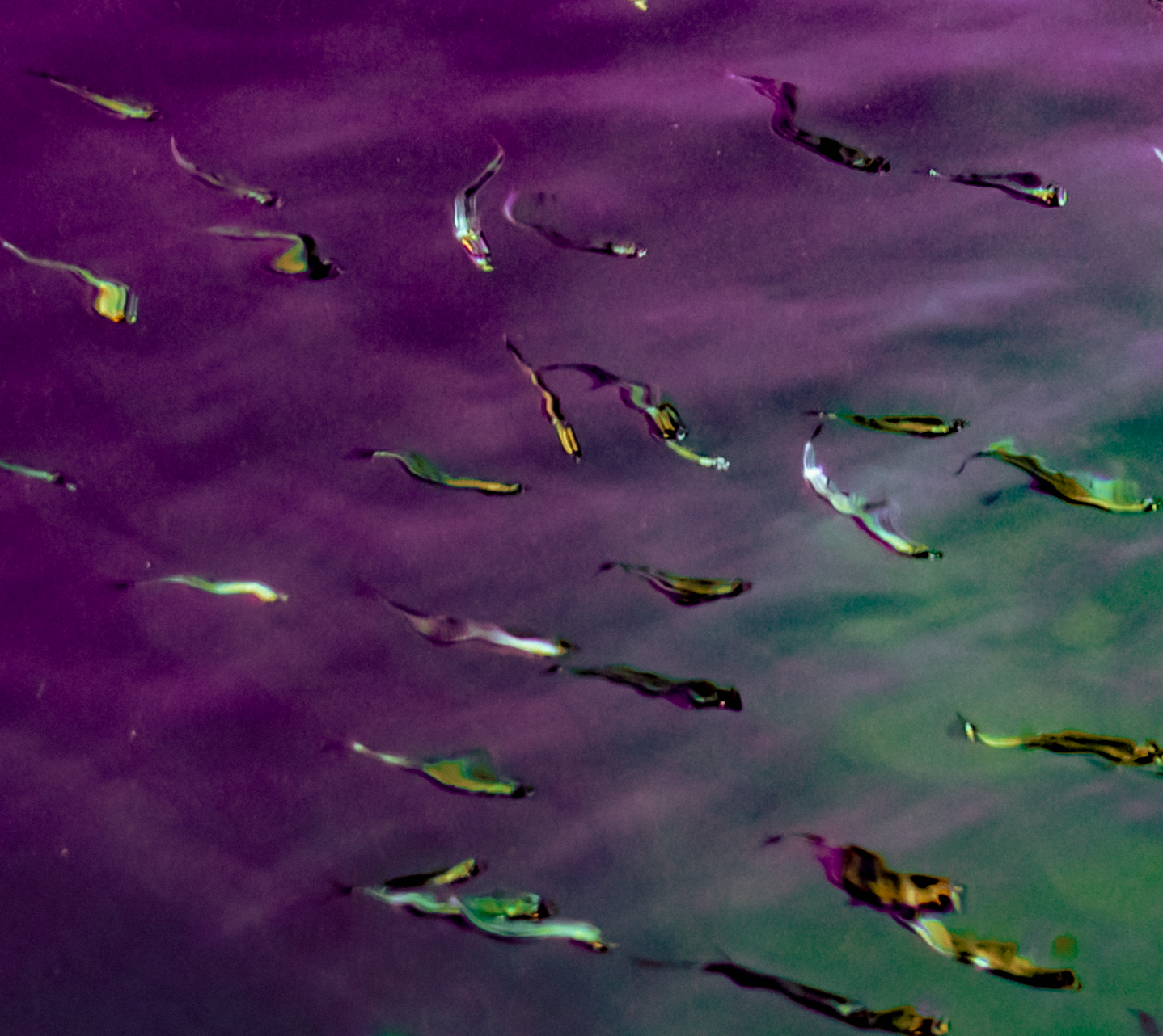 Canvas Print: "Lucid Flow"