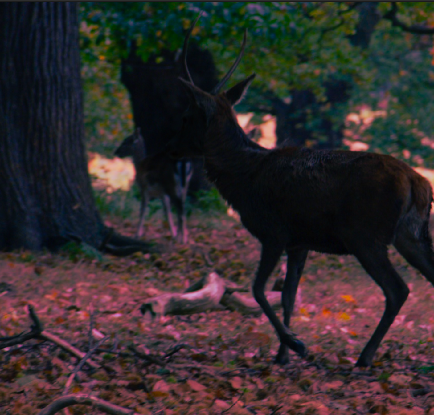 Canvas Print: "Lurk"