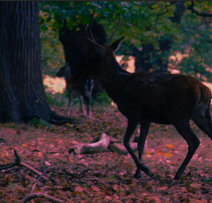 Canvas Print: "Lurk"