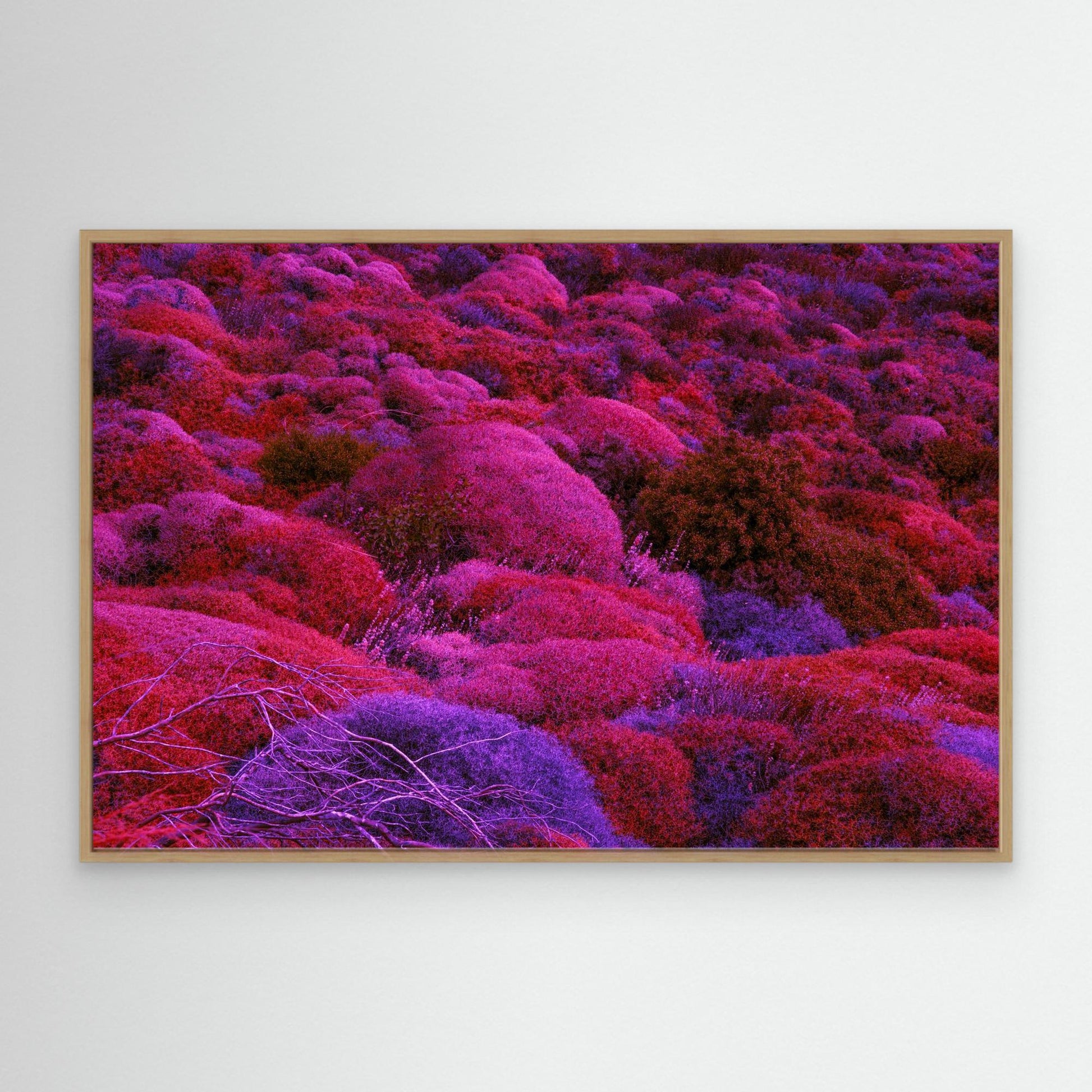 Canvas Print: "Biotic Pulse"